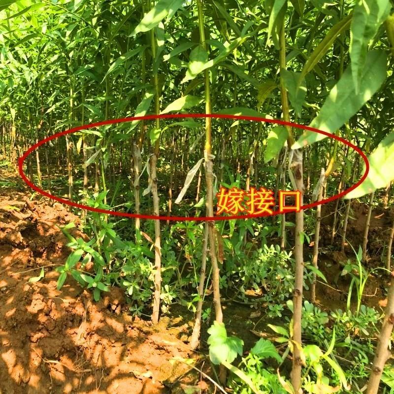 嫁接桃树苗黄金脆蜜桃树苗基地直发现挖现卖