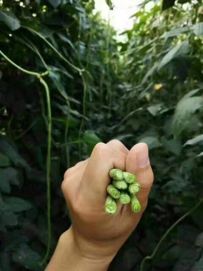【精选】郑妍绿状元豆角种子，抗高温，结荚多，抗病能力强