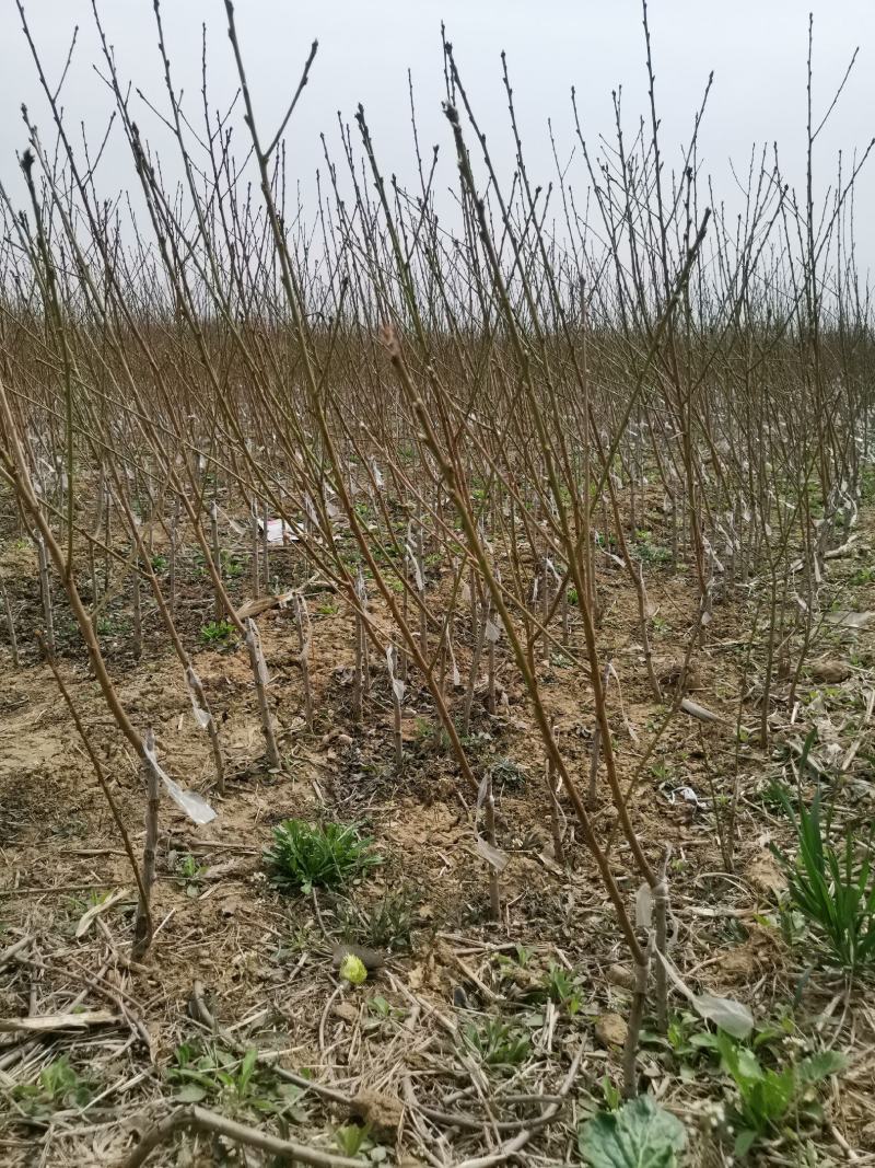 嫁接桃树苗黄金脆蜜桃树苗基地直发现挖现卖