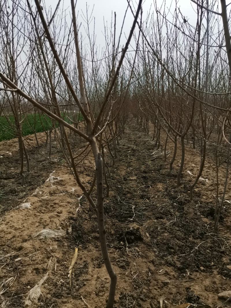 嫁接桃树苗黄金脆蜜桃树苗基地直发现挖现卖