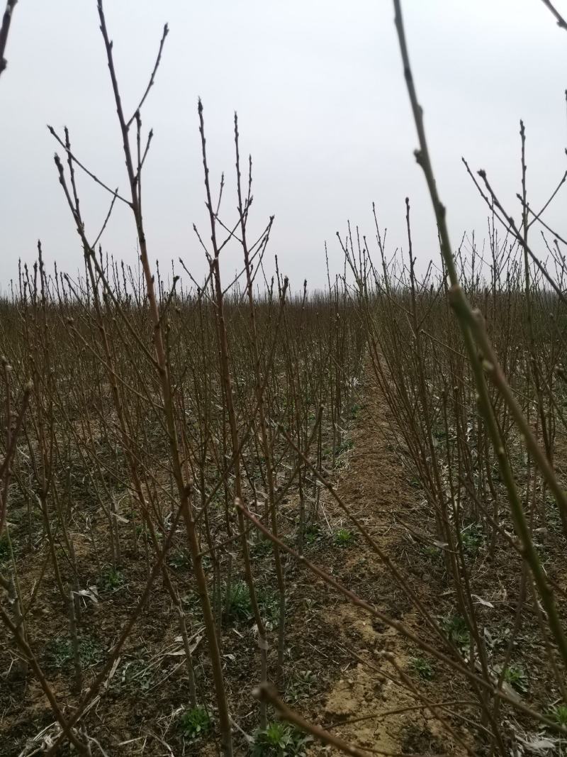 嫁接桃树苗黄金脆蜜桃树苗基地直发现挖现卖