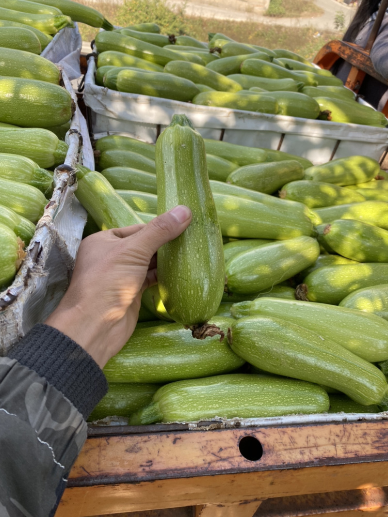 三月瓜西葫芦颜色好根条细一手货源视频看货