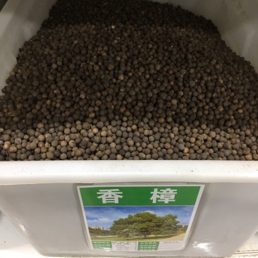 香樟种子樟树籽小叶香樟种子大叶香樟种子油樟油樟树种子