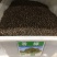 香樟种子樟树籽小叶香樟种子大叶香樟种子油樟油樟树种子