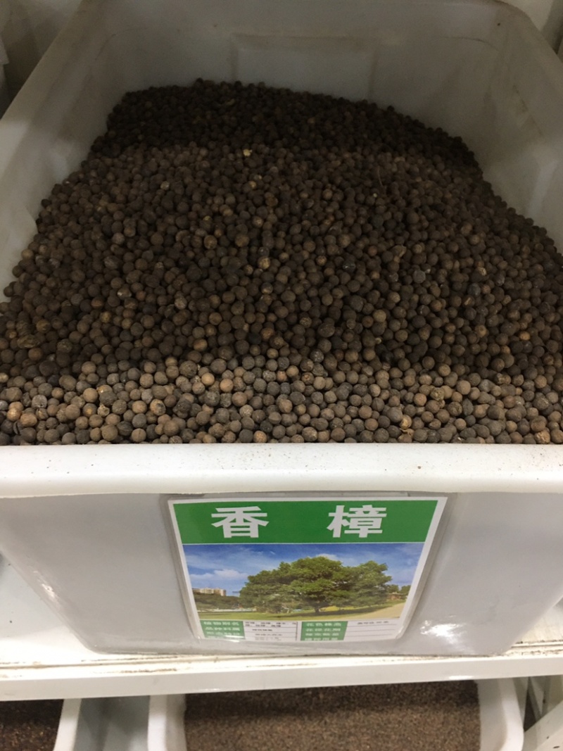 香樟种子樟树籽小叶香樟种子大叶香樟种子油樟油樟树种子