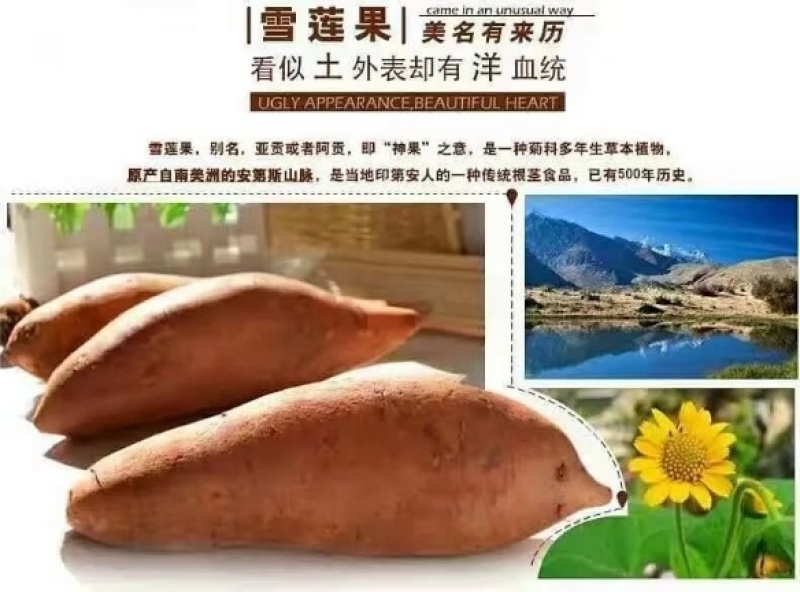 【产地直供】云南天山雪莲果2.5-14.5公斤彩箱装