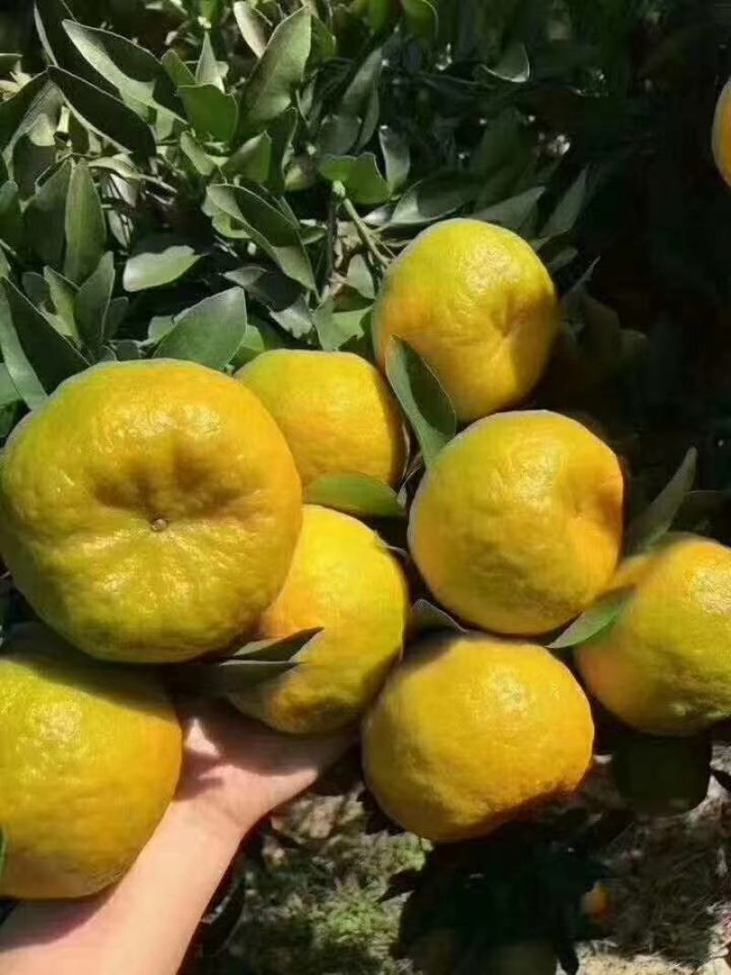 永春芦柑，特大果批发，零售。