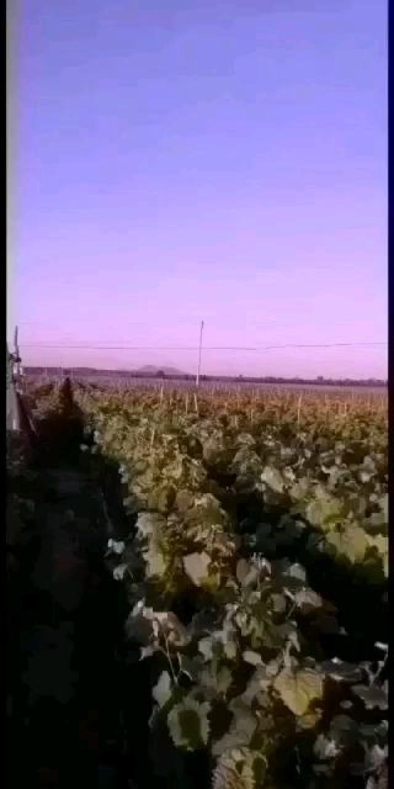 黑皇嫁接葡萄苗，一年生贝达嫁接苗，基地发货