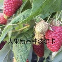大果新品种波尔卡树莓苗抗寒当年结果树苗南北树莓苗