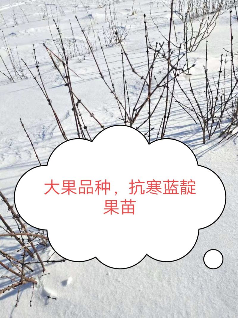 【有好货样品】蓝靛果树苗大果粒蓝靛果品种山茄子苗马奶子苗