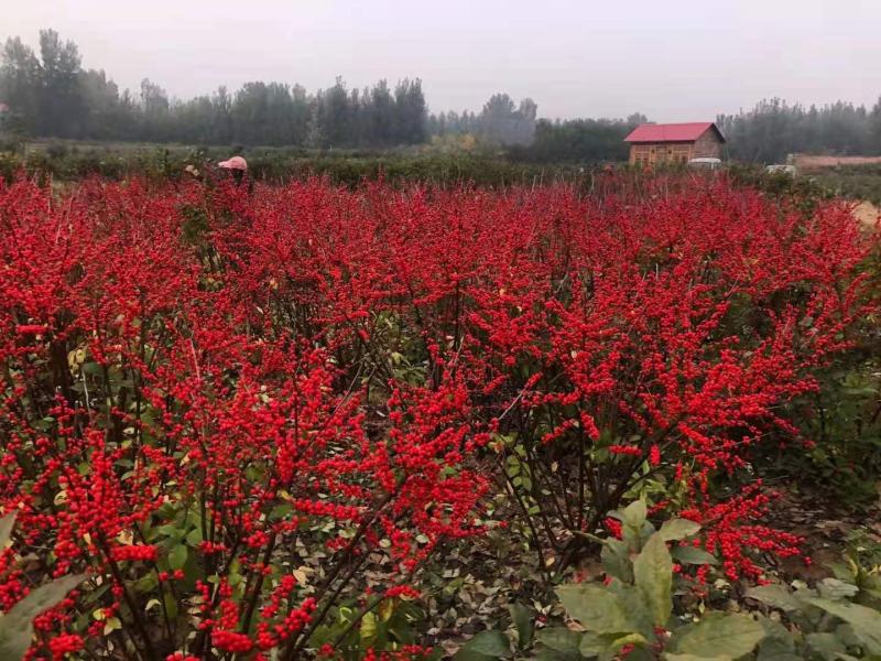 北美冬青地栽苗根系发达成活率高个别带果子发货
