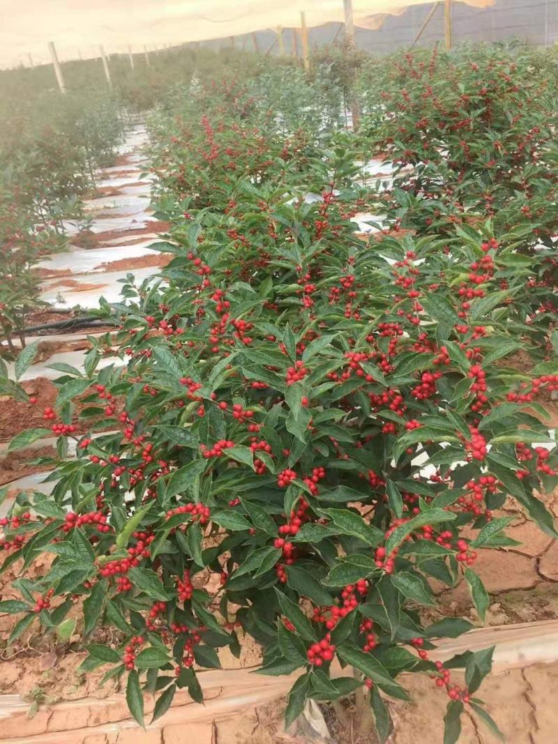 北美冬青地栽苗根系发达成活率高个别带果子发货