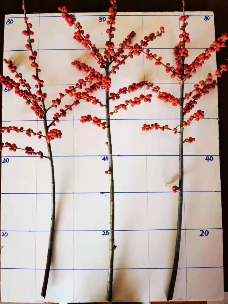 北美冬青地栽苗根系发达成活率高个别带果子发货