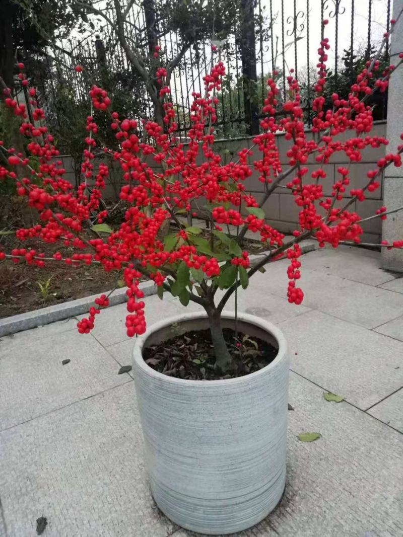 北美冬青地栽苗根系发达成活率高个别带果子发货