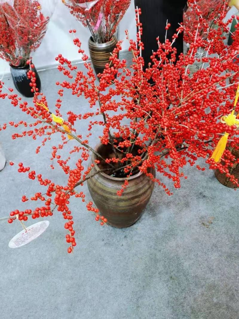 北美冬青地栽苗根系发达成活率高个别带果子发货