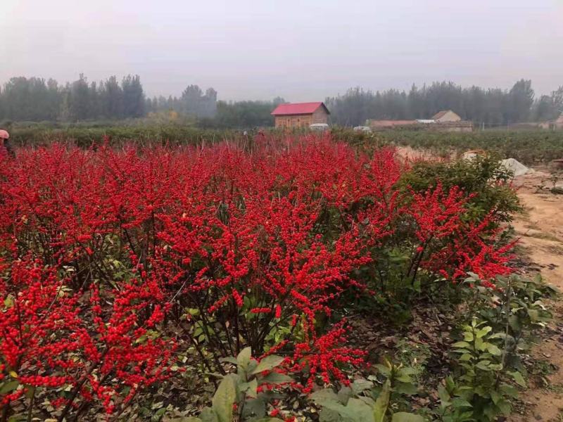 北美冬青地栽苗根系发达成活率高个别带果子发货