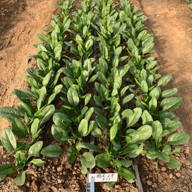 川崎6号菠菜种子半直立叶片深绿油亮春秋越冬栽培耐寒