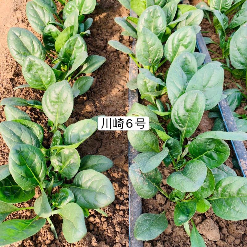 川崎6号菠菜种子半直立叶片深绿油亮春秋越冬栽培耐寒