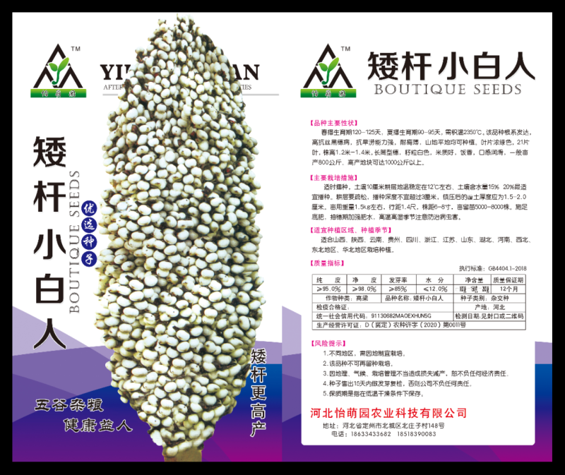 矮杆白粱种子，高产抗病高粱种子