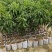 A4无核荔枝苗桂味荔枝苗妃子笑荔枝苗仙进奉荔枝苗包邮