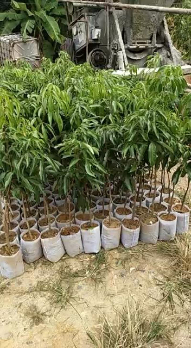A4无核荔枝苗桂味荔枝苗妃子笑荔枝苗仙进奉荔枝苗包邮
