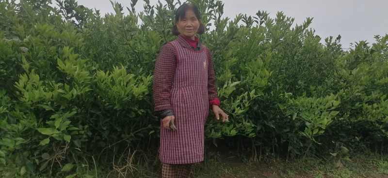 明日见苗地苗裸苗、明日见杯苗、阿思蜜苗（香橙枳壳红桔砧）