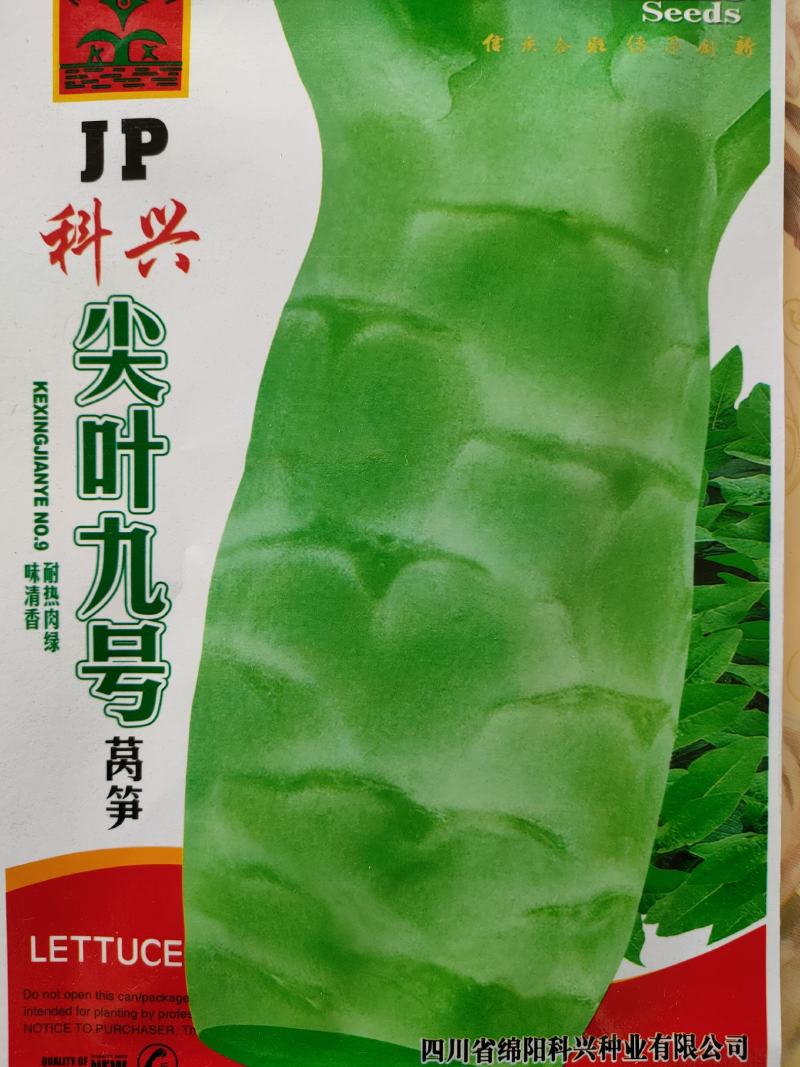 科兴九号科兴五号科兴三号莴笋种子莴笋种子青莴笋种子