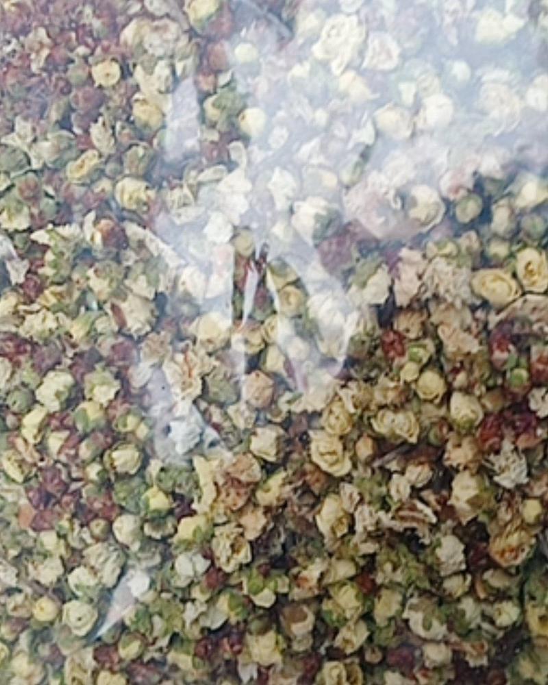 绿梅花，常年批发供应绿梅，干绿梅花，绿萼梅实图拍摄