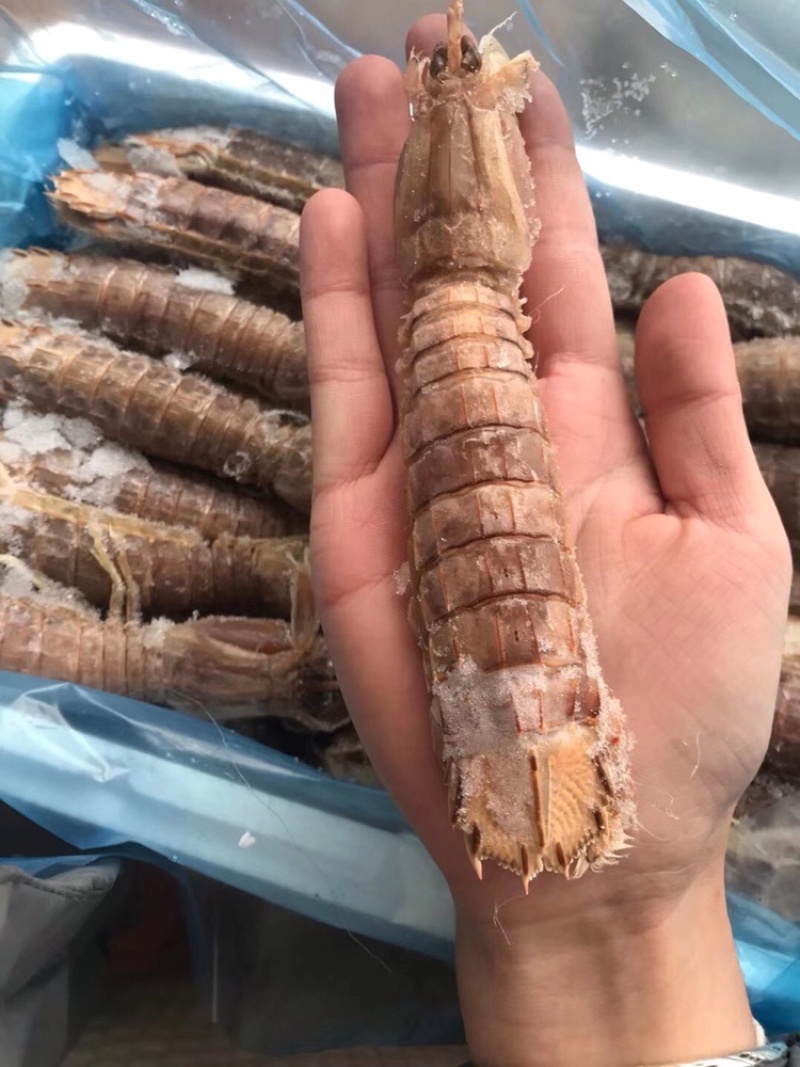 熟冻带壳皮皮虾5斤装批发