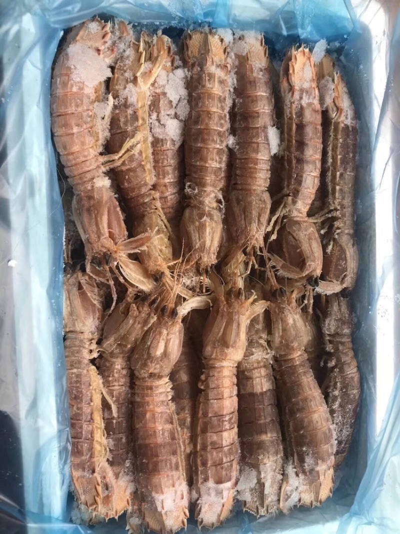 熟冻带壳皮皮虾5斤装批发