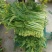 白菜苔白菜芯菜苔产地直销一手货源全国支持发货欢迎合作