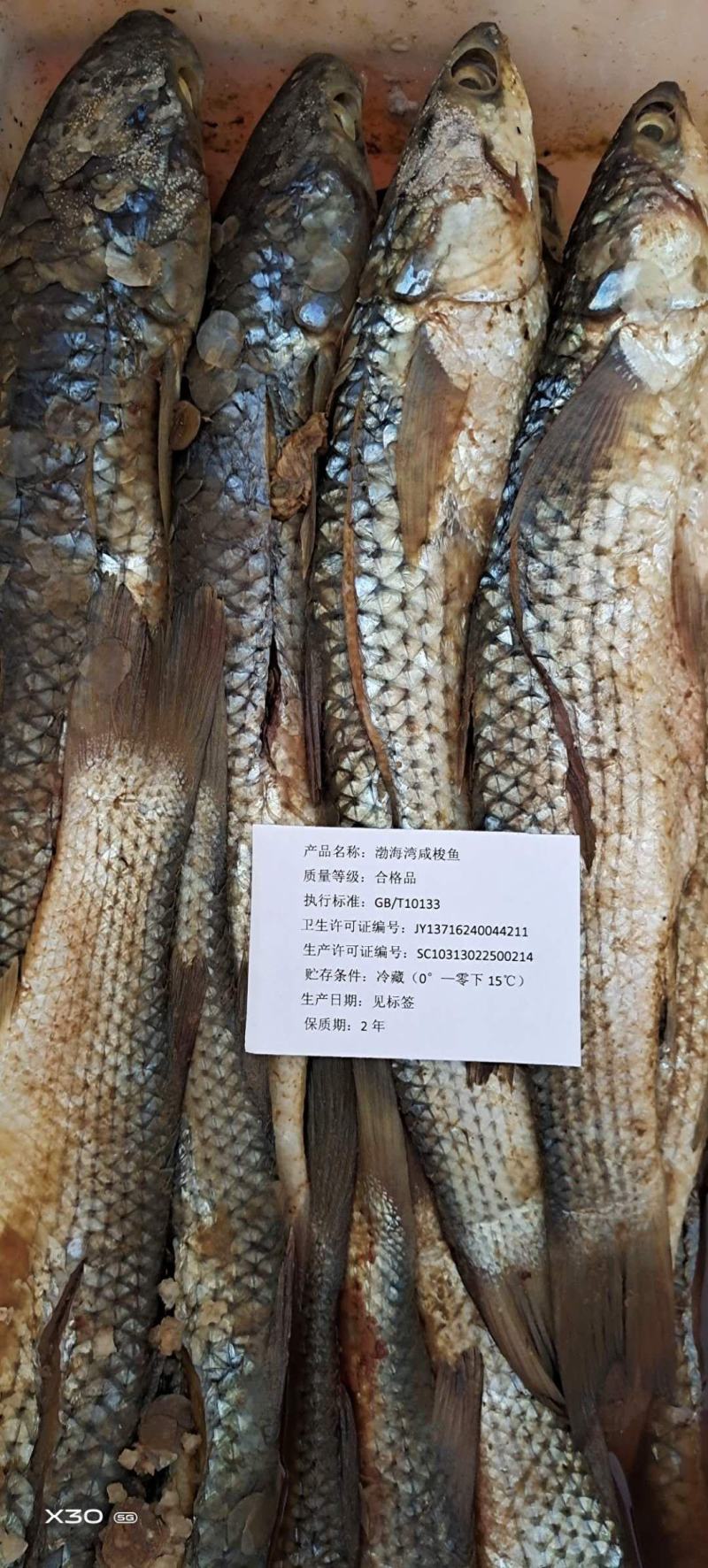 山东咸梭鱼老盐腌制！泡泡以后蒸煎炸都好吃大量现货供应