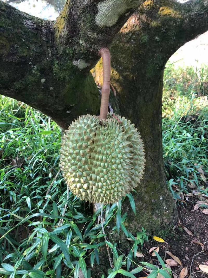 泰国甲仑欢迎订购电商商超
