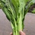 白菜苔白菜芯菜苔产地直销一手货源全国支持发货欢迎合作
