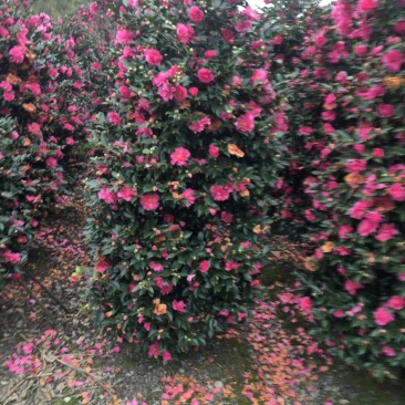 茶梅柱，1.5—2米茶梅柱，成都茶梅柱销售