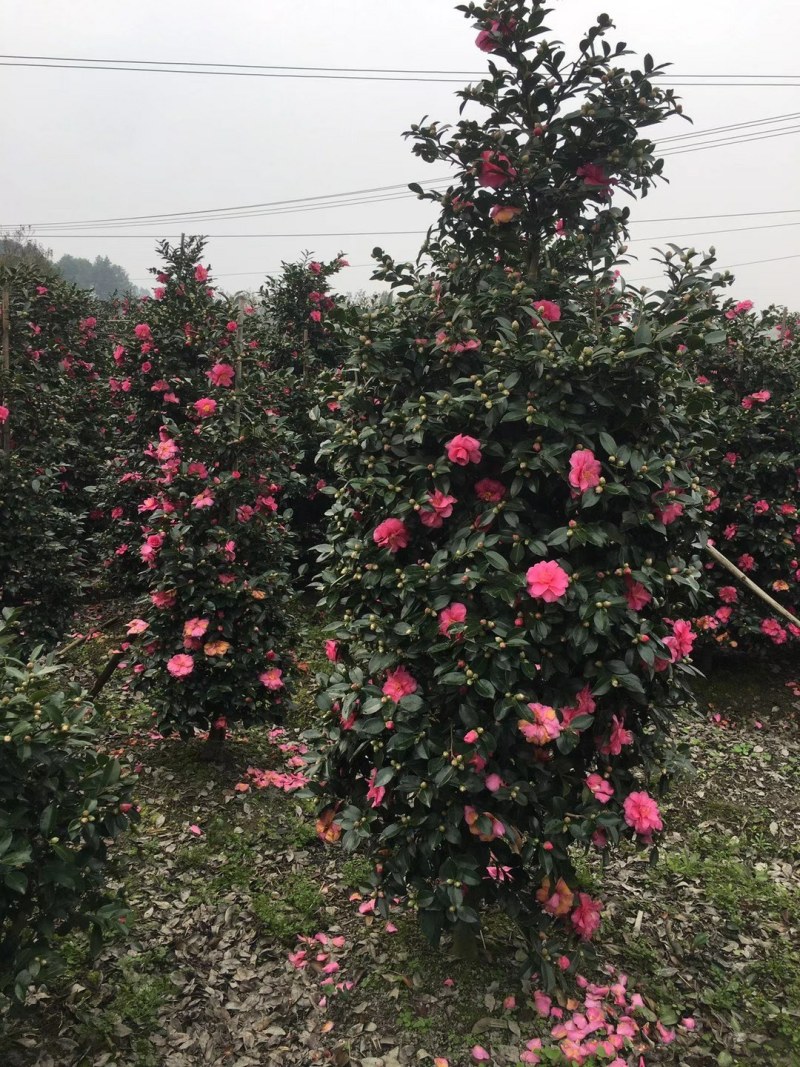 茶梅柱，1.5—2米茶梅柱，成都茶梅柱销售