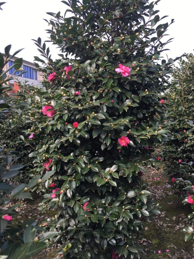茶梅柱，1.5—2米茶梅柱，成都茶梅柱销售