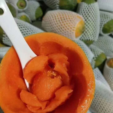 云南河口牛奶红心木瓜