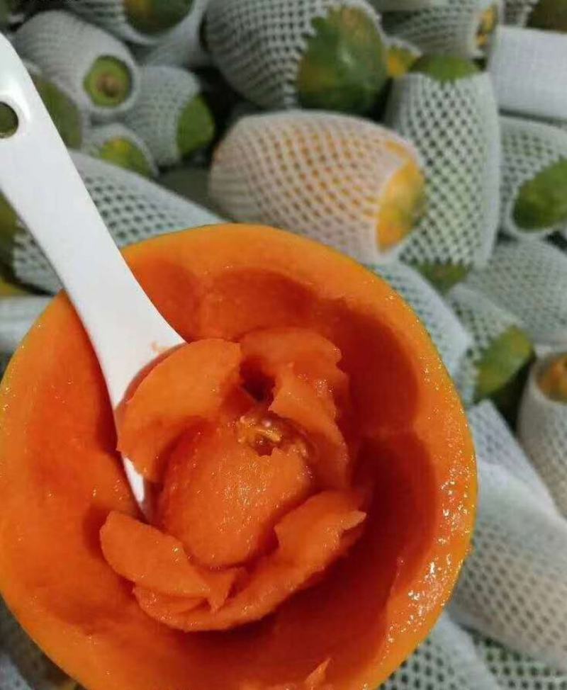 云南河口牛奶红心木瓜