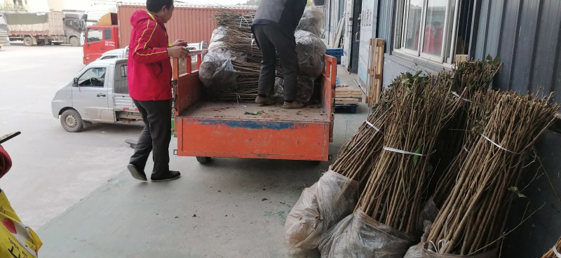樱桃苗长寿樱桃嫁接苗南方矮化苗四川自花