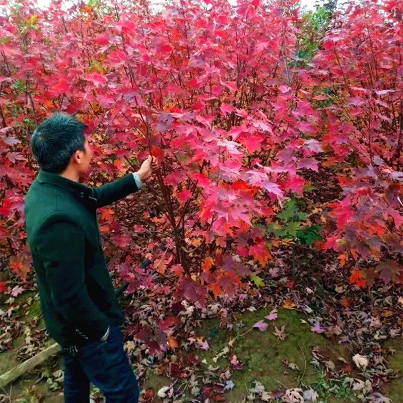 美国红枫四季红行道树别墅树木庭院风景树室外园林绿化观