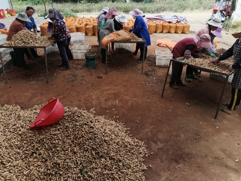 云南精品七彩花生优选量大价优产地直销欢迎咨询