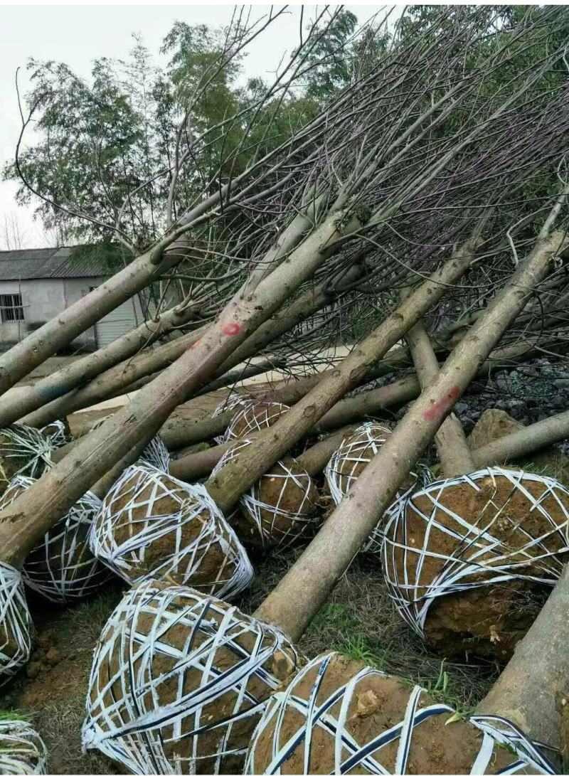湖北马褂木10到15公分，原生冠，发冒冠