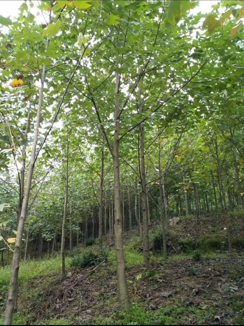 湖北马褂木10到15公分，原生冠，发冒冠