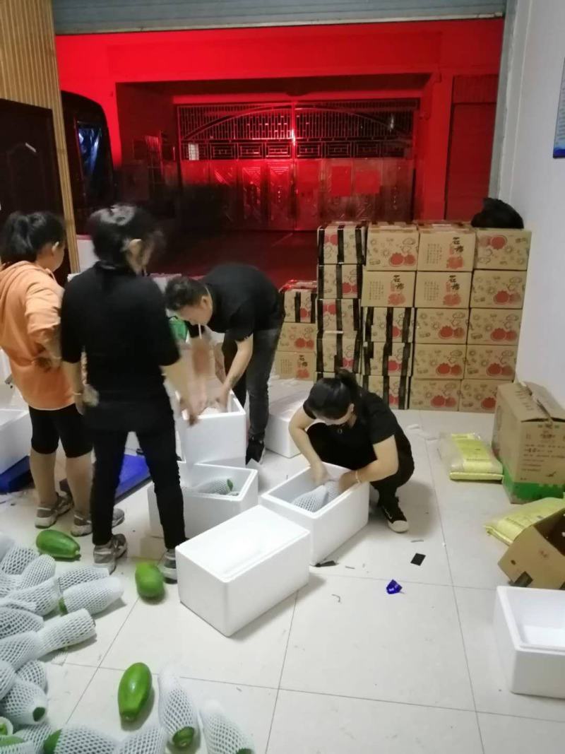 云南河口牛奶红心木瓜