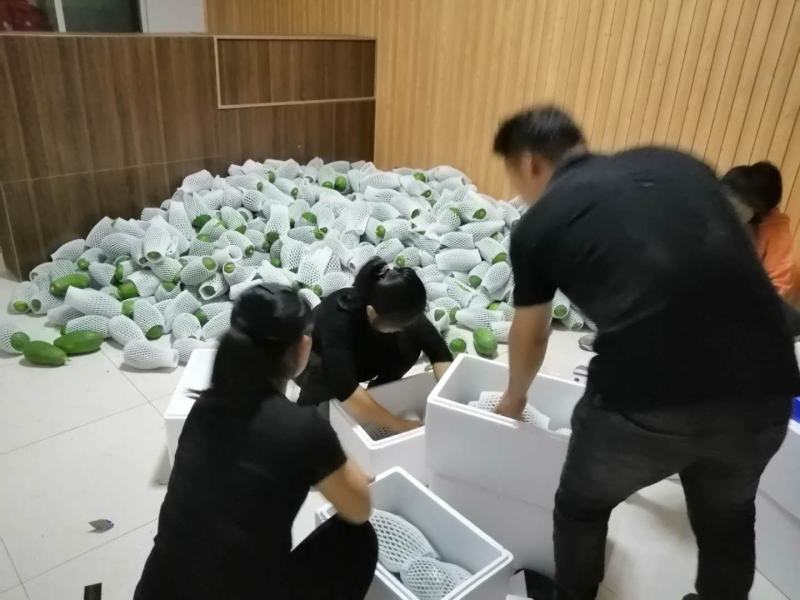 云南河口牛奶红心木瓜