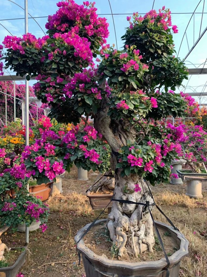 精品三角梅老桩盆景别墅庭院必备绿化景观树五雀梅