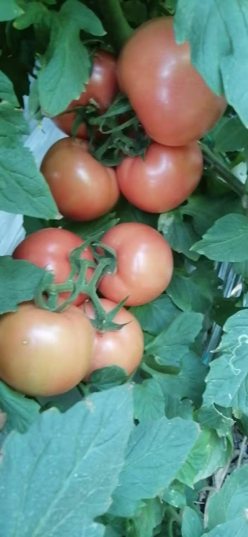 硬粉西红柿自然成熟攀枝花货源充足量大价优欢迎选