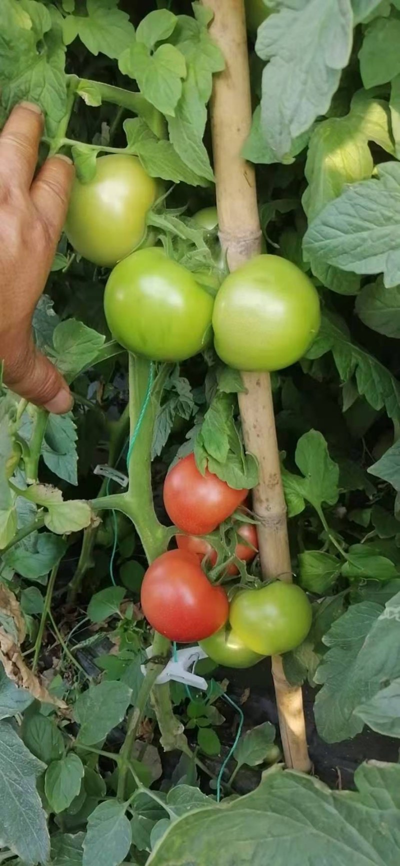 硬粉西红柿自然成熟攀枝花货源充足量大价优欢迎选