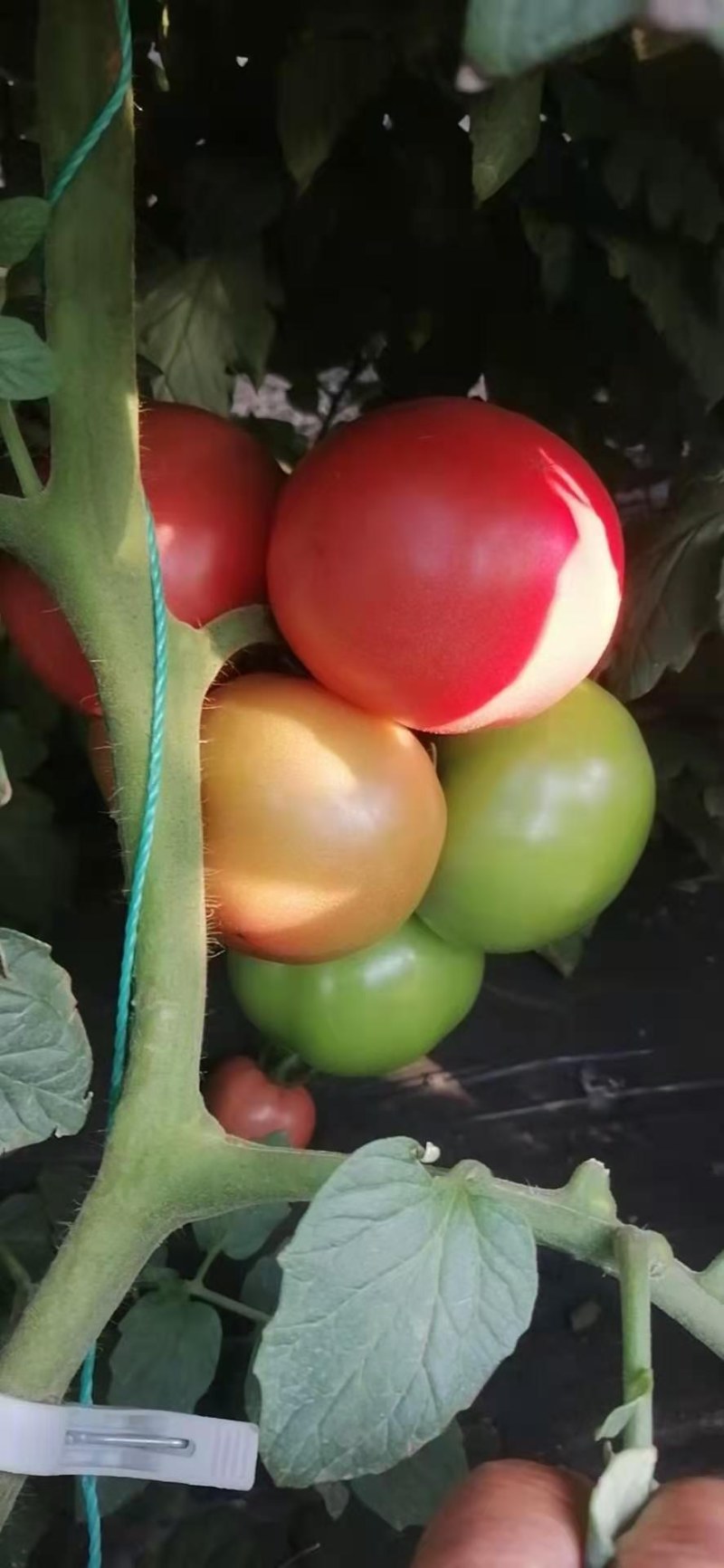 硬粉西红柿自然成熟攀枝花货源充足量大价优欢迎选